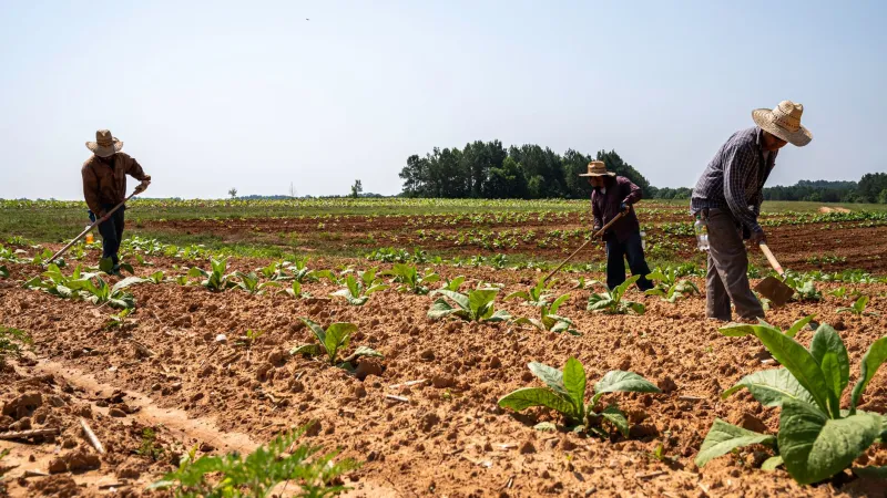 The Quiet Tax Rule That Helped Some Southern Families Keep Their Land — When Everything Else Was Designed to Take It