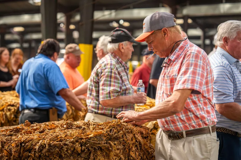 Before the Trading App, There Was the Tobacco Floor: How Warehouse Auctions Turned Farmers Into Speculators