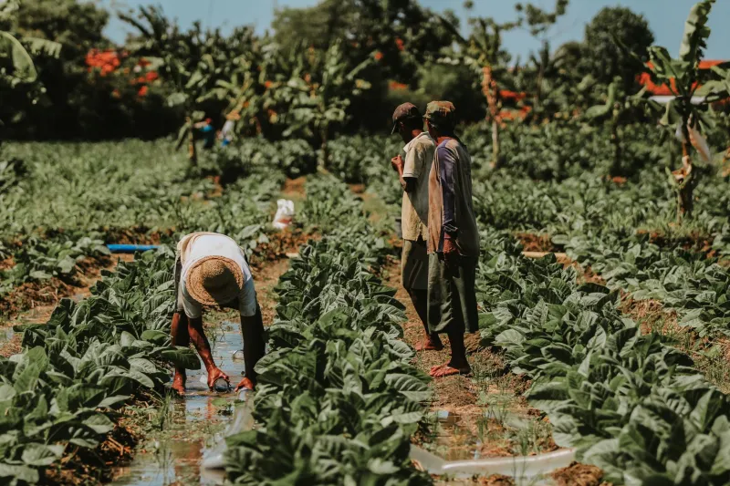 Before Washington Got Involved, Virginia Farmers Had Already Solved Crop Insurance